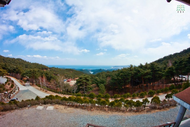 131211_korea_forest2