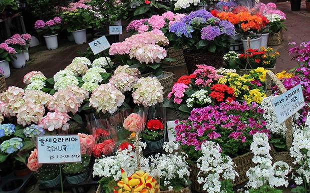 Yangjae_Flowers_Market_01