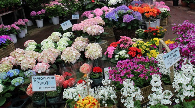 Yangjae_Flowers_Market_01