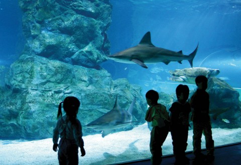 Coex Aquarium3
