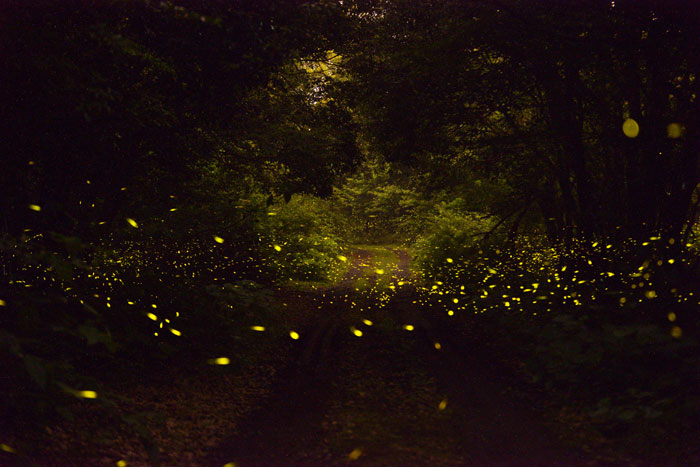 Hotaria unmunsana, an “unmunsan” variety of fireflies, glow at night in Cheongsu Gojawal forest on Jeju island. (photo courtesy of the Korea Forestry Promotion Institute)