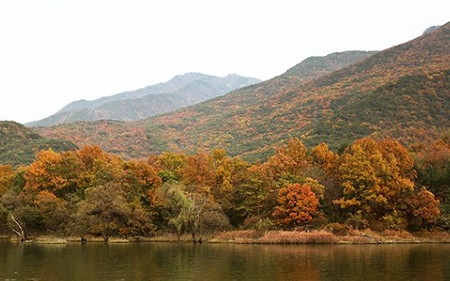 Korea_Danpoong_Article_01