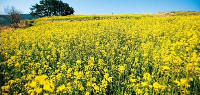 Cheongsando_Island_Korea_Magazine_00