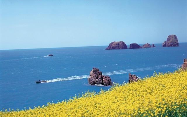 Spring explodes across the peninsula01