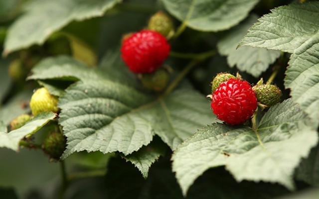 Gimhae_Sepcial_Article_02