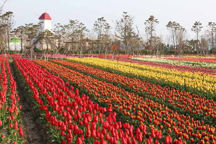 Sinan Tulip Festival 02