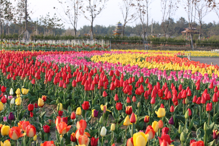 Sinan Tulip Festival 04