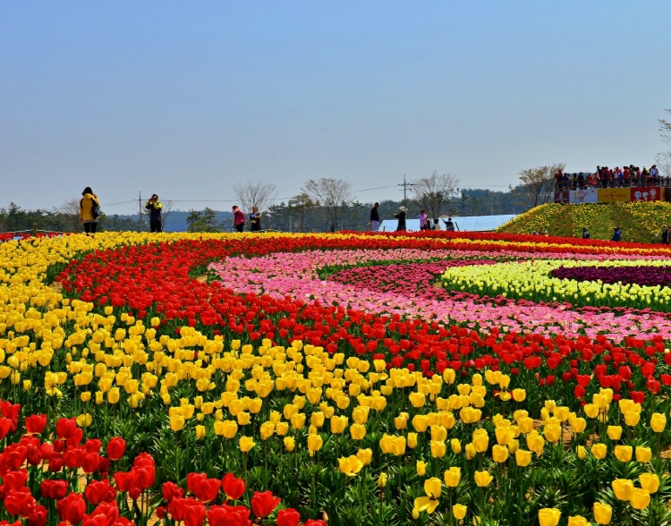 Taean Tulip Festival 01