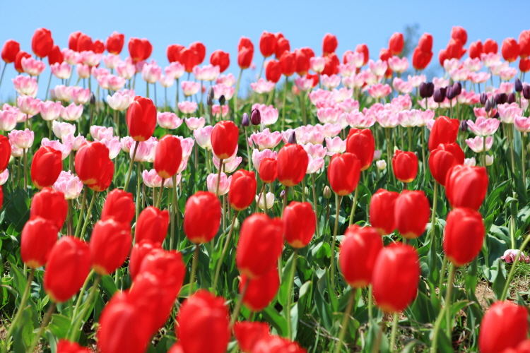 Taean Tulip Festival