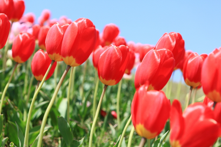 Taean Tulip Festival 05