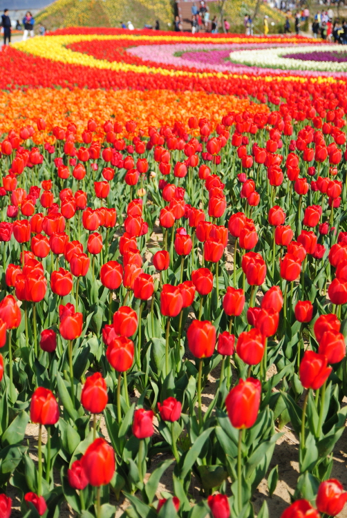 Taean Tulip Festival 04