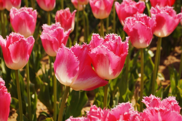 Taean Tulip Festival 06