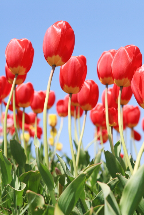 Taean Tulip Festival 02