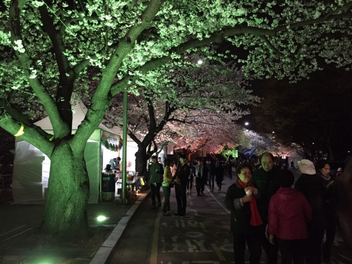 Yunjungno_cherry blossom