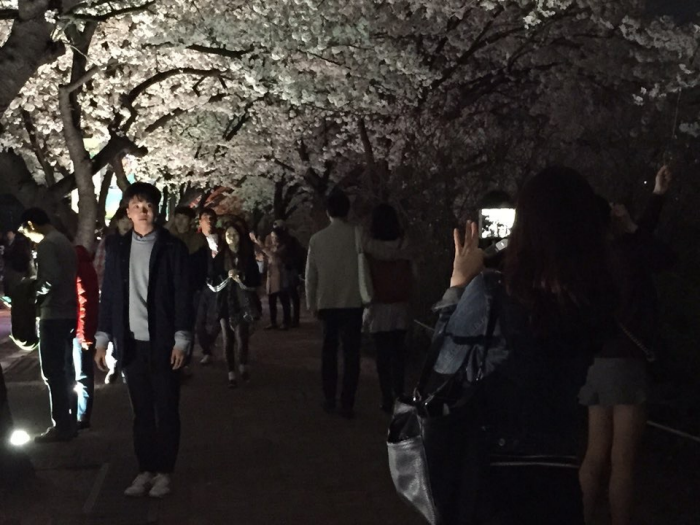 Yunjungno_cherry blossom