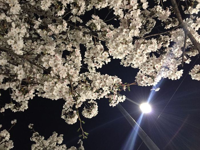 Yunjungno_cherry blossom