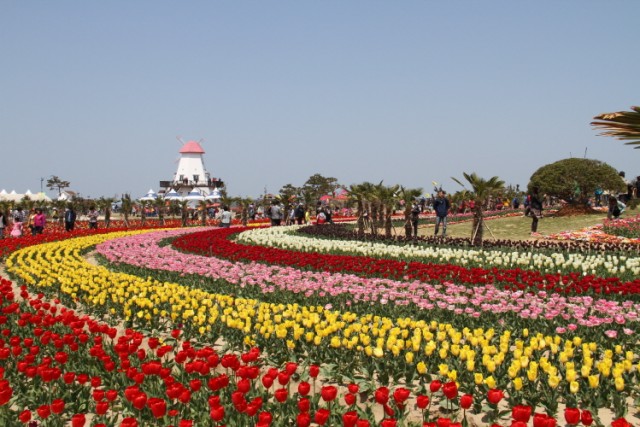 Shinan Tulip Festival 01