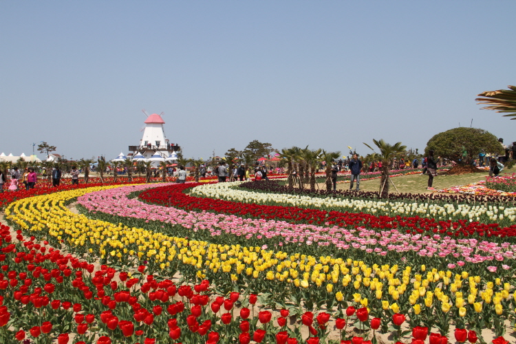 Shinan Tulip Festival 01