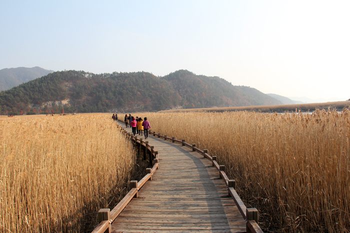 People are busy taking in the beautiful scenery unfolding along the walking paths in the Suncheon Bay Ecological Park, surrounded by mudflats and reeds. 