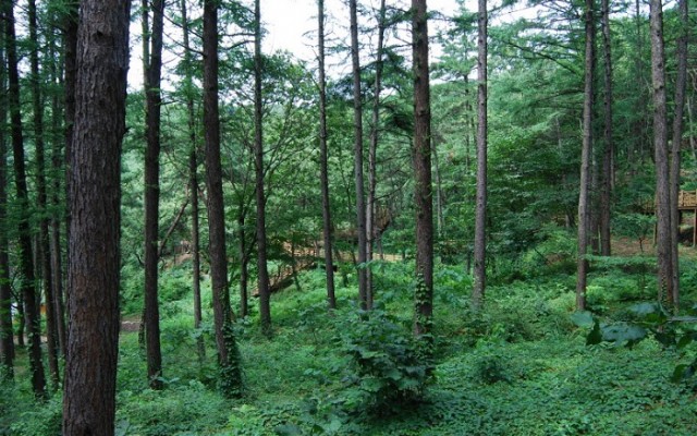 150617_Korea_forest_1
