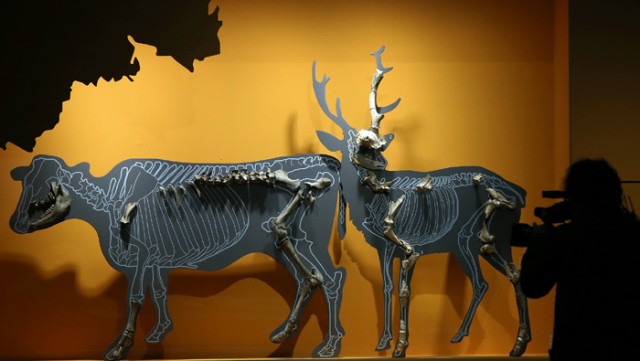 New_Stone_Age_Exhibition_07