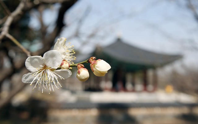 Spring_2016_National_Museum_Korea_Article_01