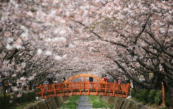 jinhae_02