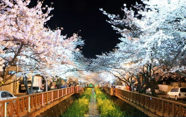 Jinhae Gunhangje Festival | koreatourinformation.com