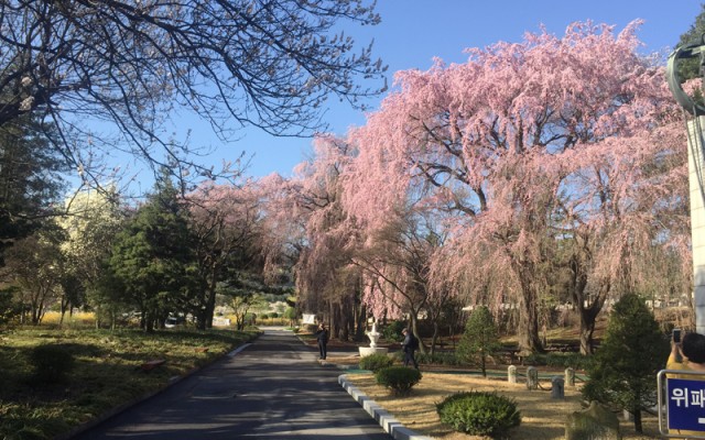 snmb1459727656497_b_img