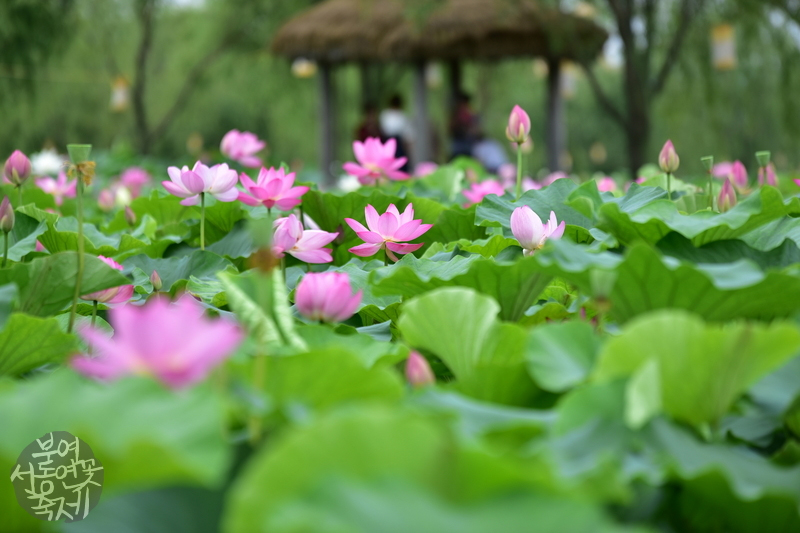 lotus festival korea