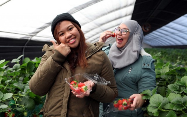 YangpyeongStrawberry_01