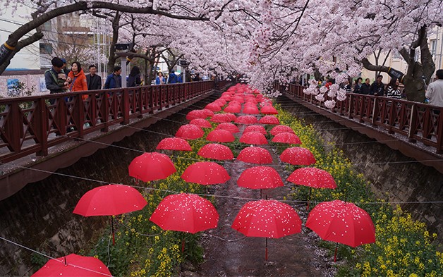 170321_cherry blossom10_in