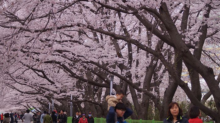 170321_cherry blossom2_in