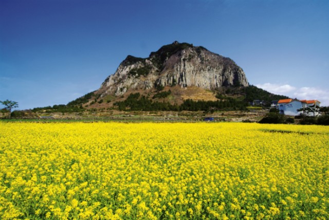 jeju10seon1111111111