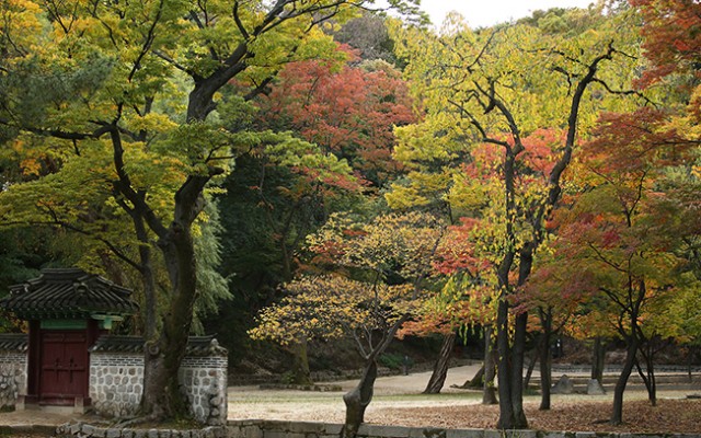 maple_171012_article_chang