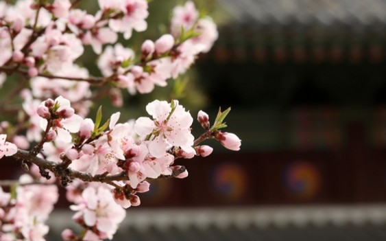 cherryblossom_article_01