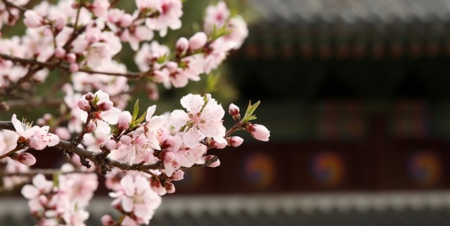 cherryblossom_article_01