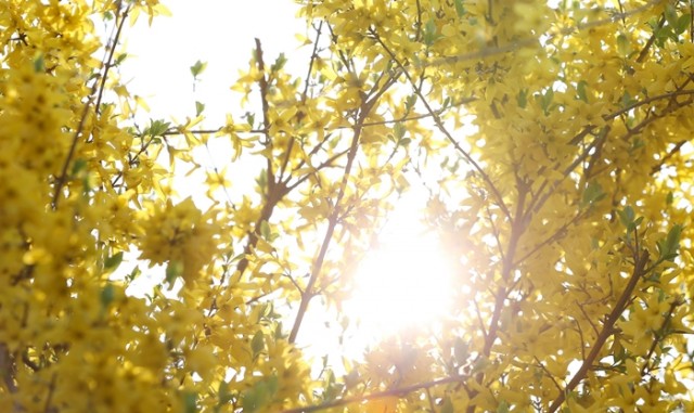 190304_haruhana_text01