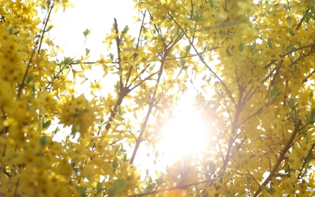 190304_haruhana_text01